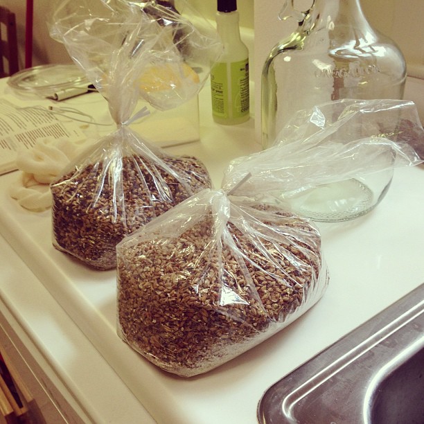 Brew Day: Gingerbread Ale and Winter Coffee Stout